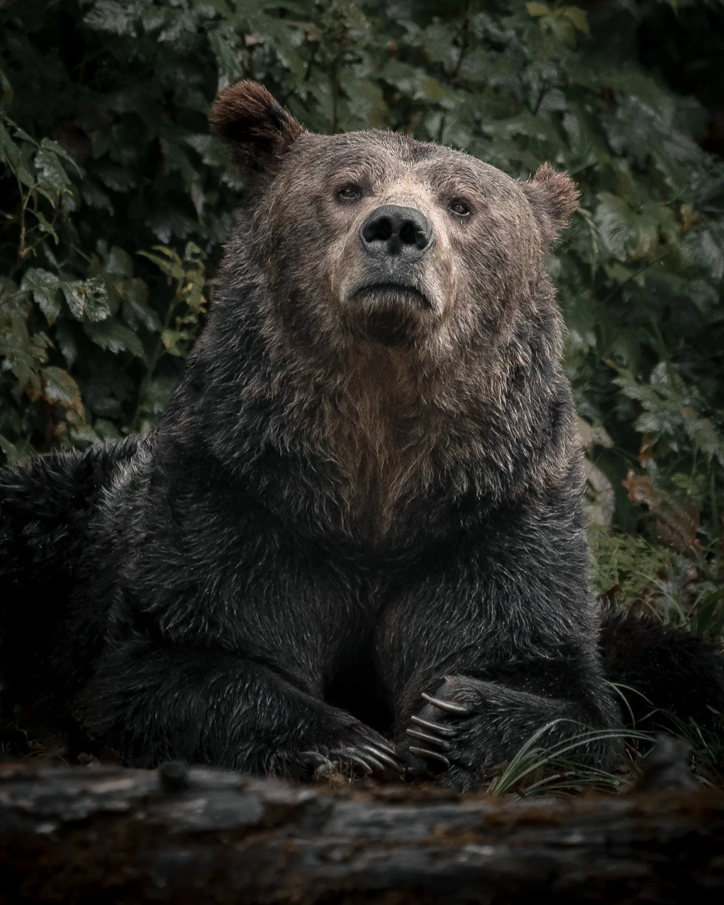 Grizzly im Regenwald